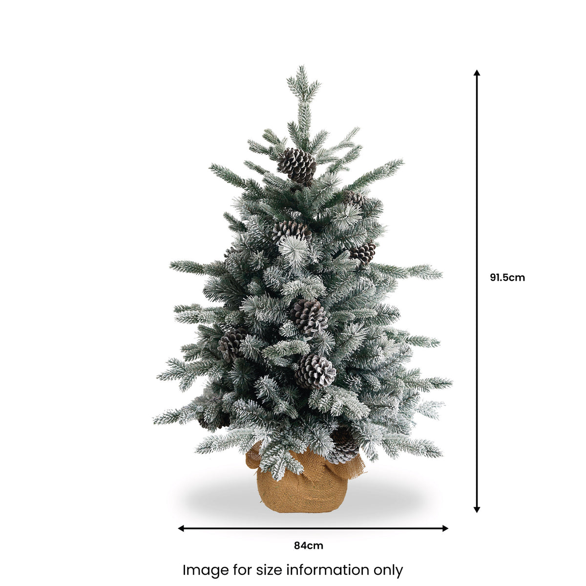 Snowy Dorchester Pine Tree from Roseland