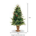 Colonial Fir 4ft Entrance Tree Entrance Tree from Roseland