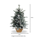 Snowy Dorchester Pine Tree from Roseland 