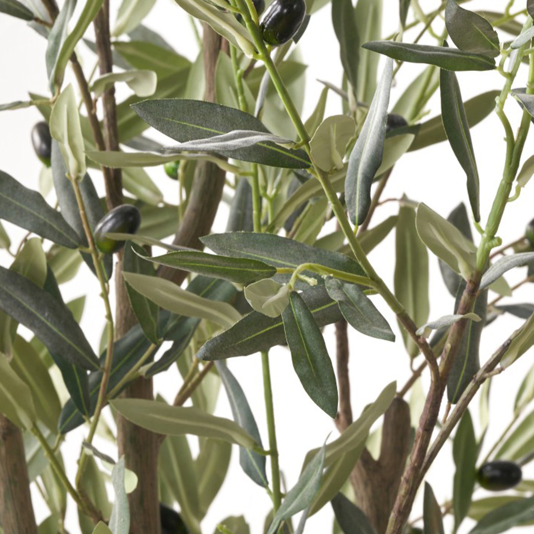 Large Olive Tree Close1 from Roseland Furniture