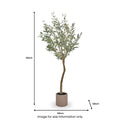 Large Olive Tree Close1 from Roseland Furniture