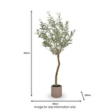 Large Olive Tree Close1 from Roseland Furniture