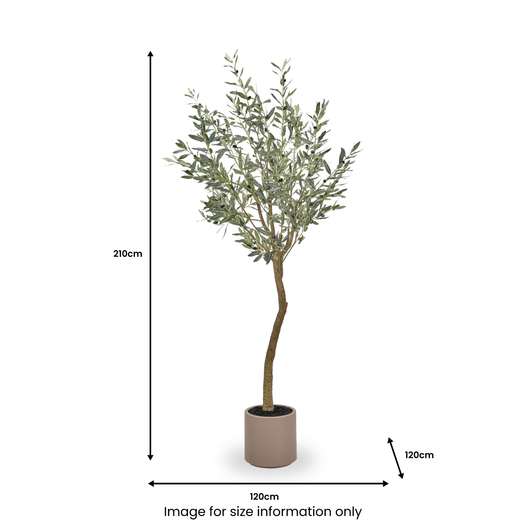 Large Olive Tree Close1 from Roseland Furniture