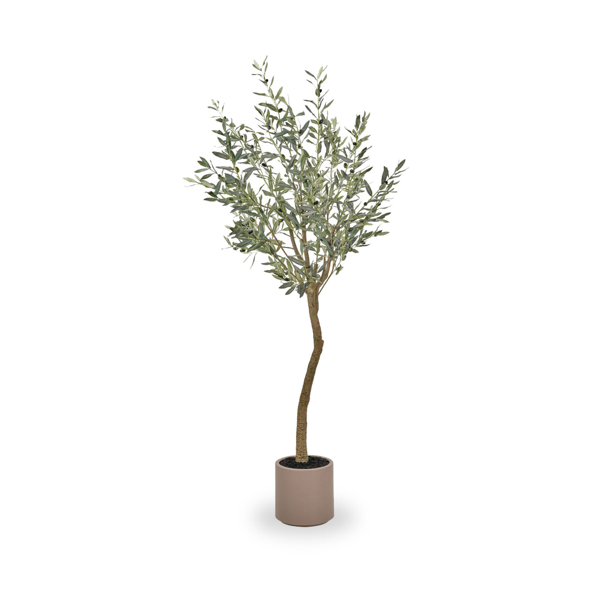 Large Olive Tree Close1 from Roseland Furniture