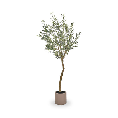 Large Olive Tree