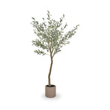 Large Olive Tree Close1 from Roseland Furniture