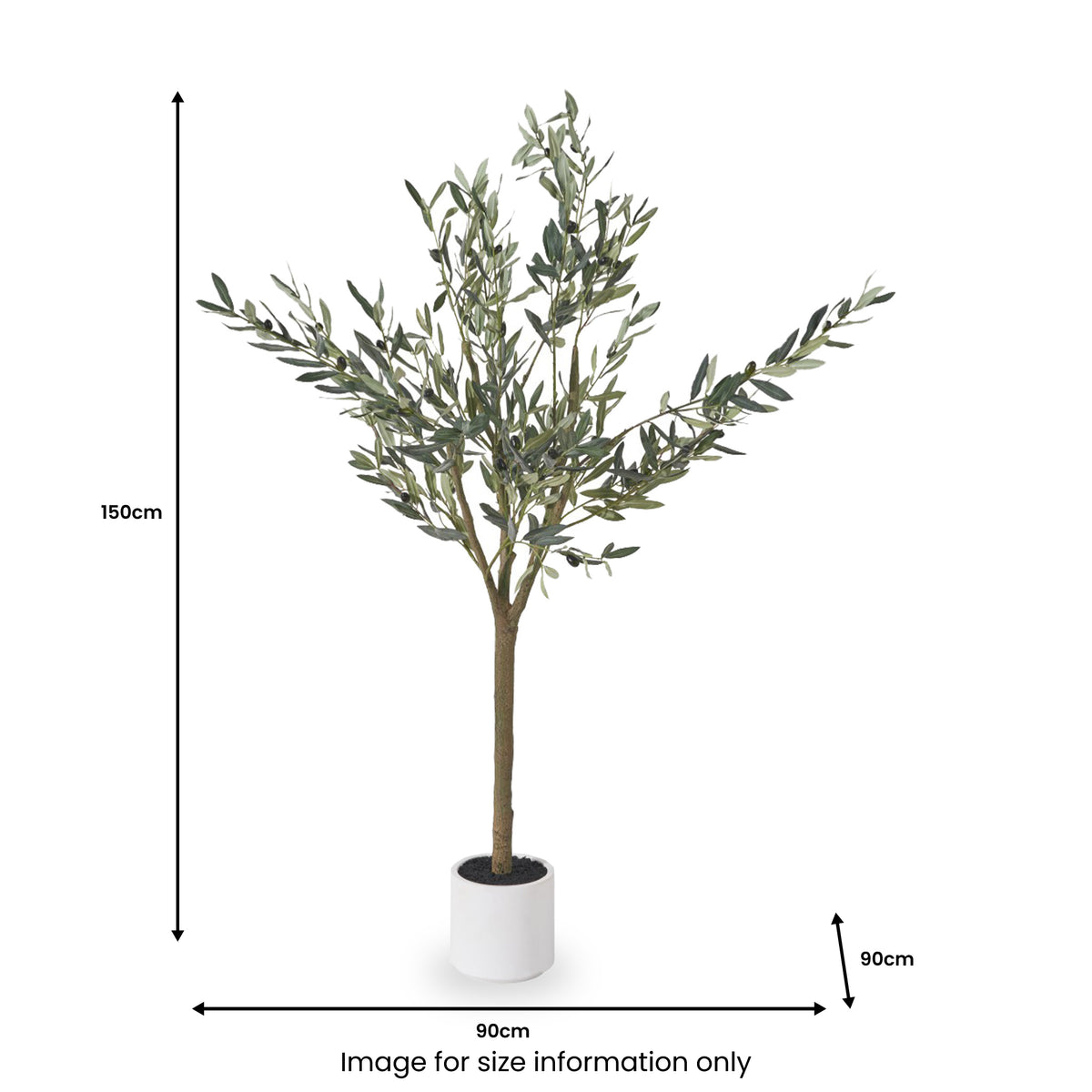 Medium Olive Tree from Roseland Furniture