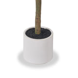 Medium Olive Tree from Roseland Furniture