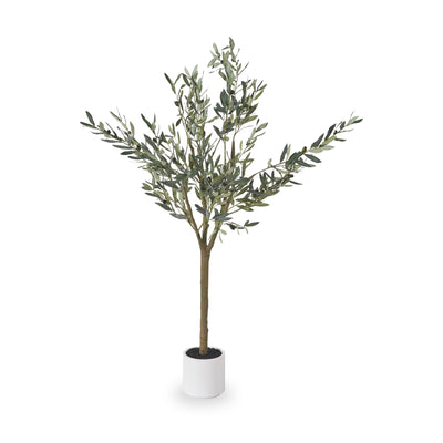 Olive Tree In Pot