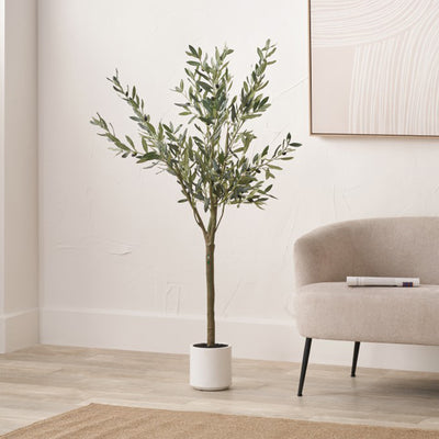 Olive Tree In Pot