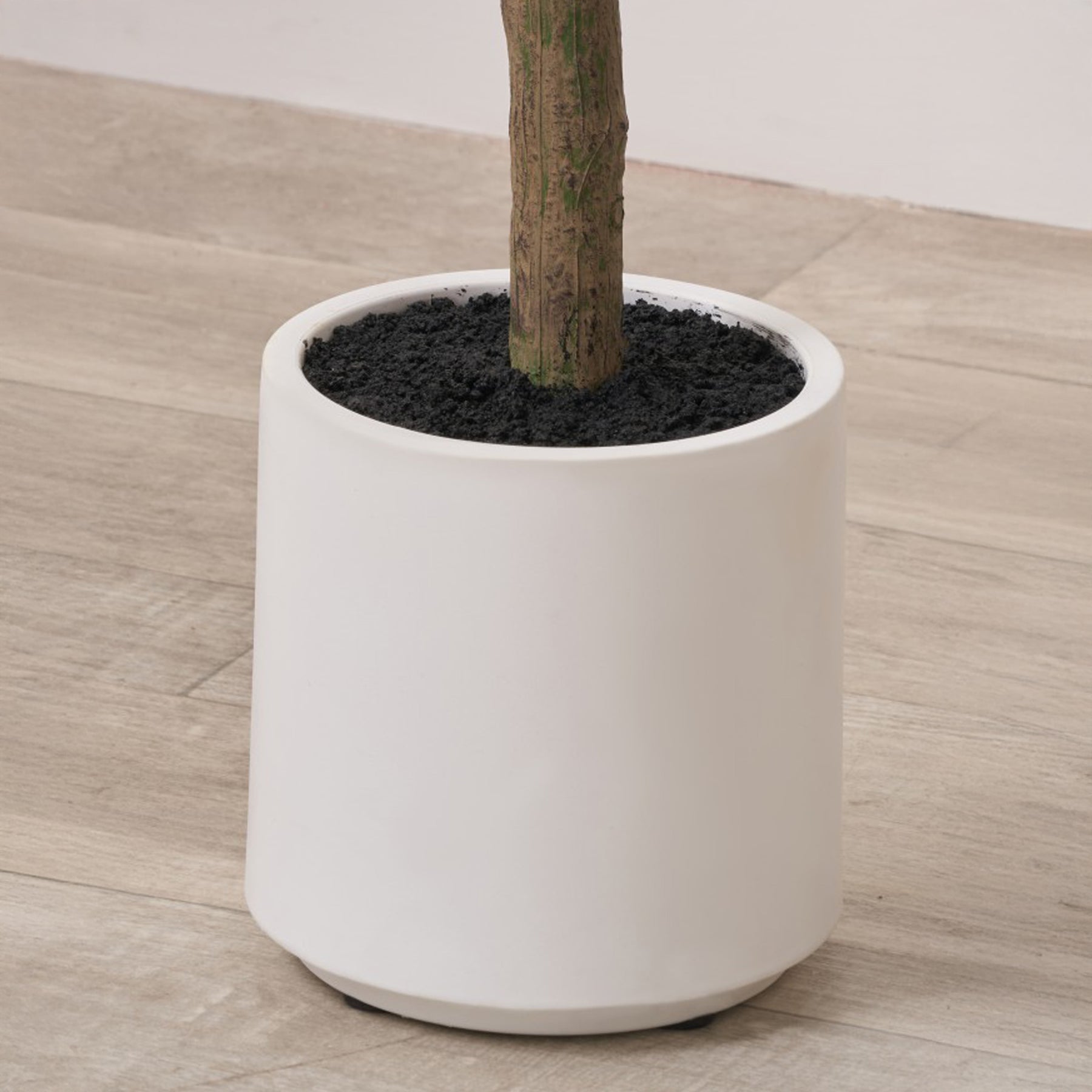 Medium Olive Tree from Roseland Furniture