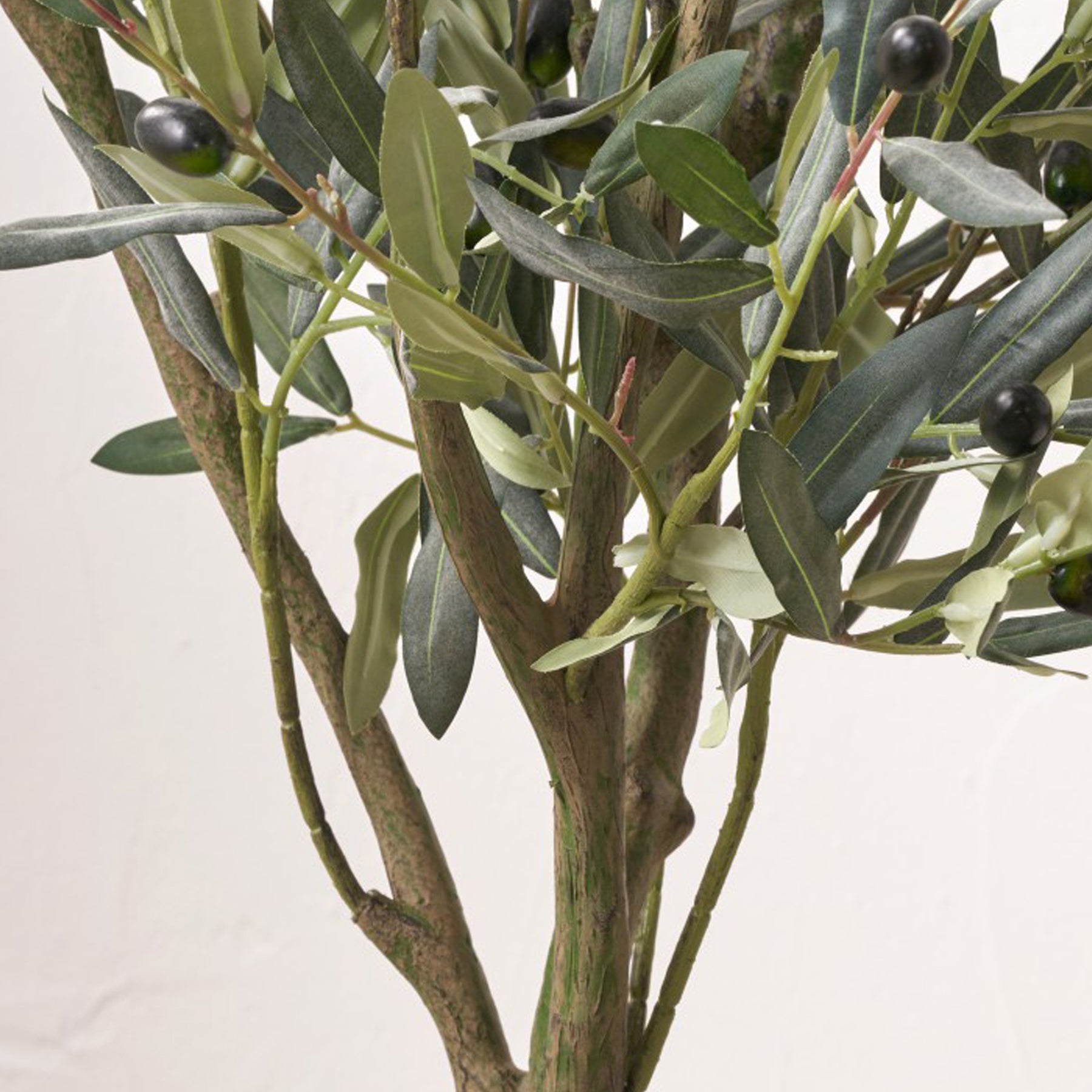 Medium Olive Tree from Roseland Furniture