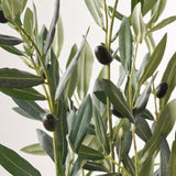 Medium Olive Tree from Roseland Furniture