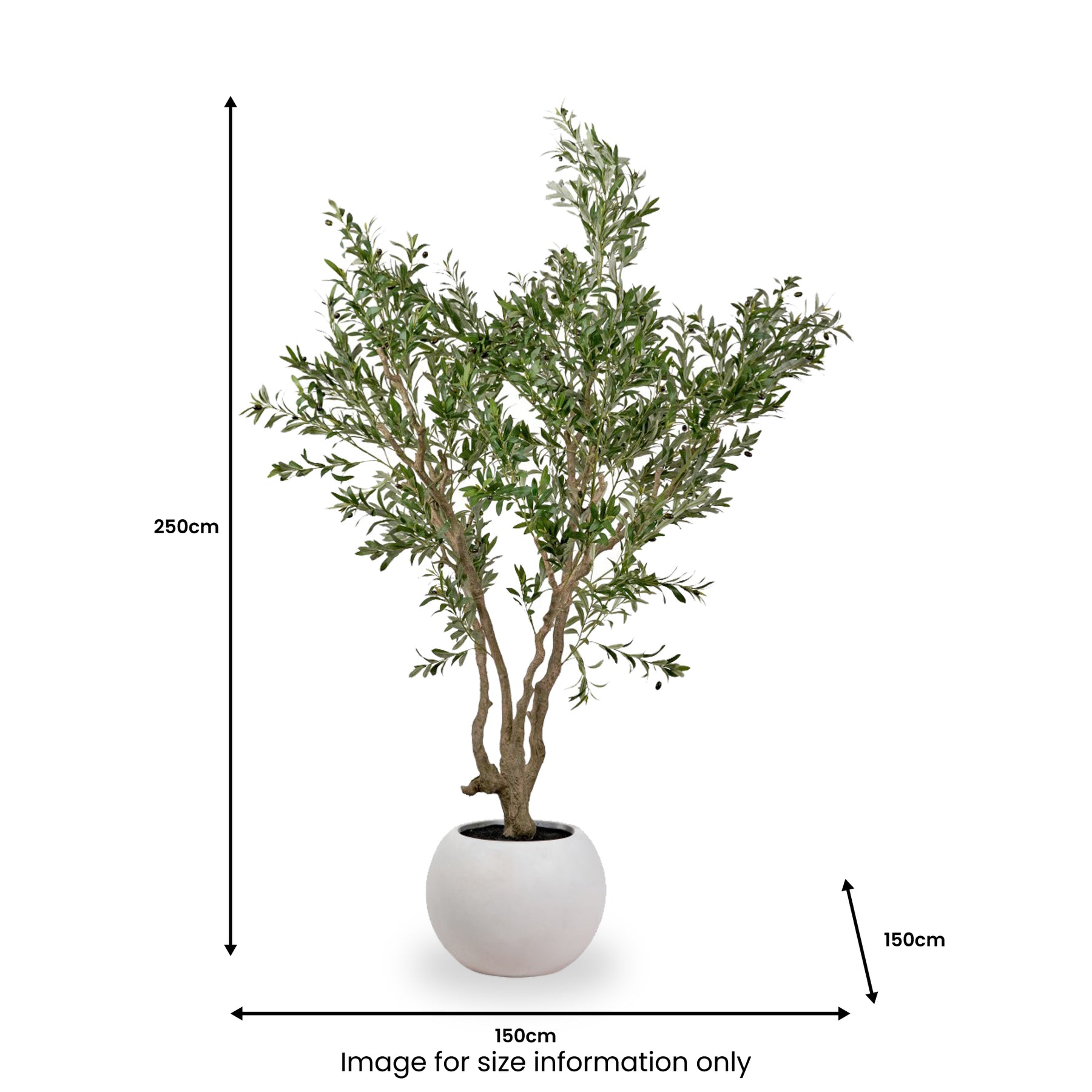Extra Large Olive Tree from Roseland Furniture
