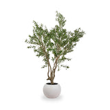 Extra Large Olive Tree from Roseland Furniture
