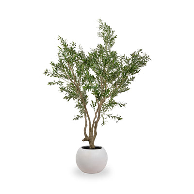 Extra Large Olive Tree