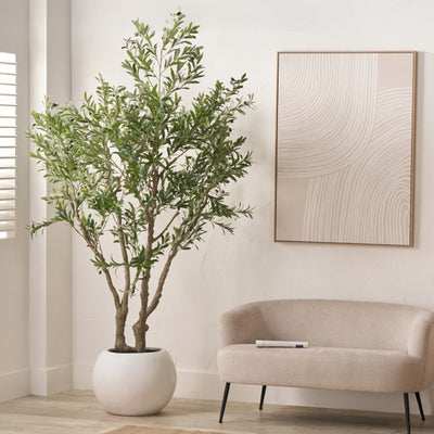 Extra Large Olive Tree
