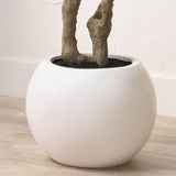 Extra Large Olive Tree from Roseland Furniture