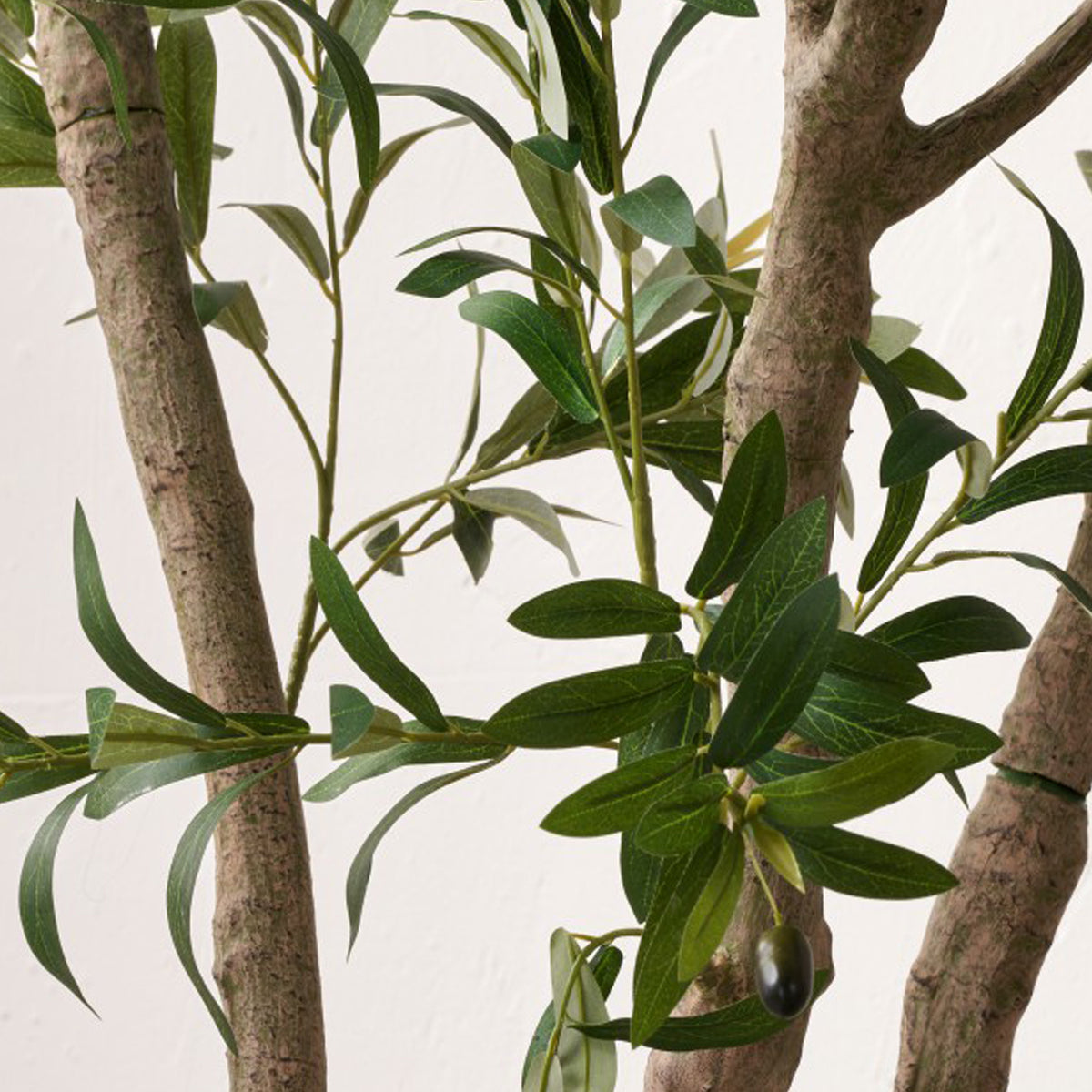 Extra Large Olive Tree from Roseland Furniture