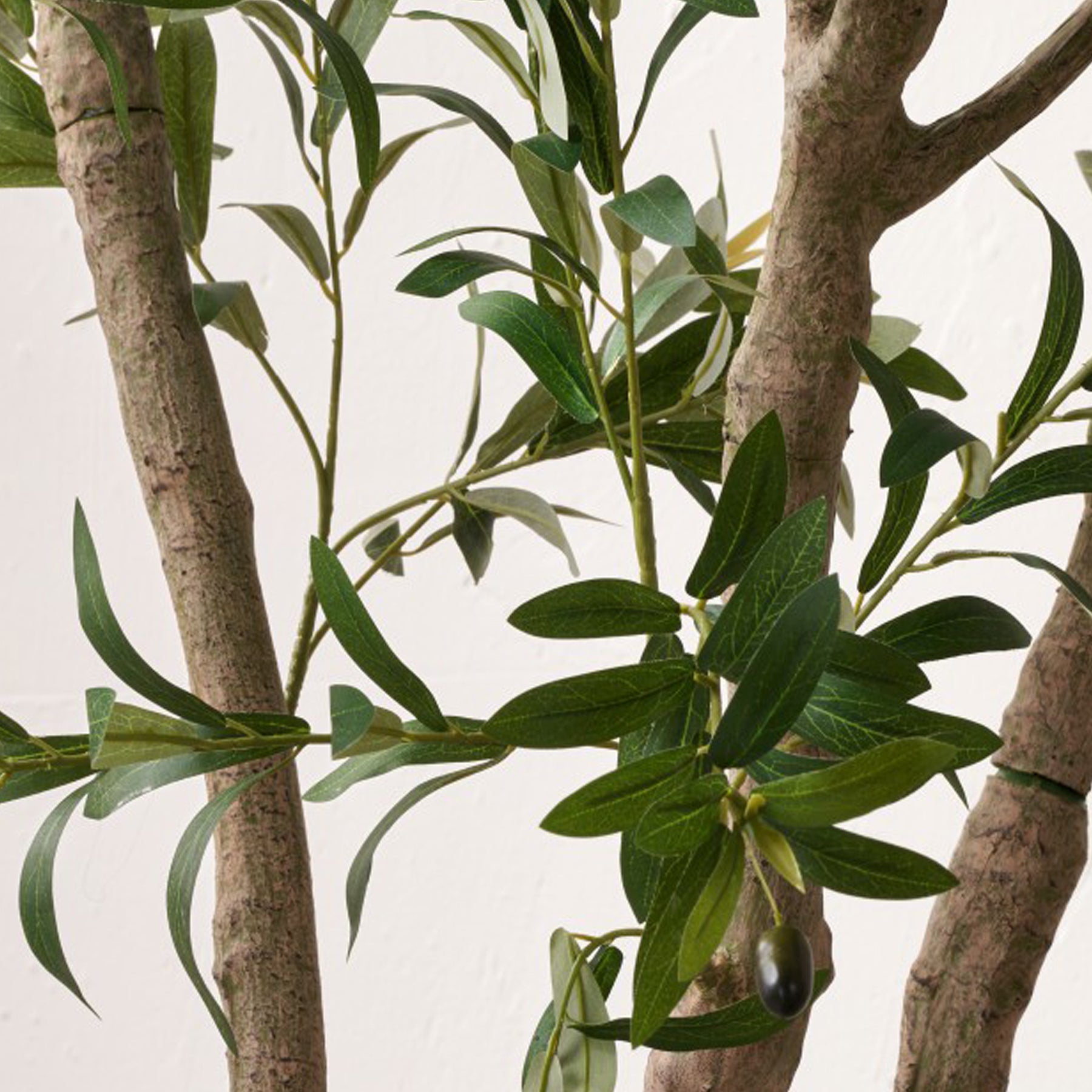 Extra Large Olive Tree from Roseland Furniture