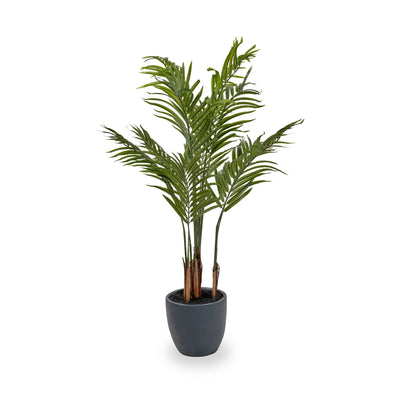 Areca Palm Plant in Pot