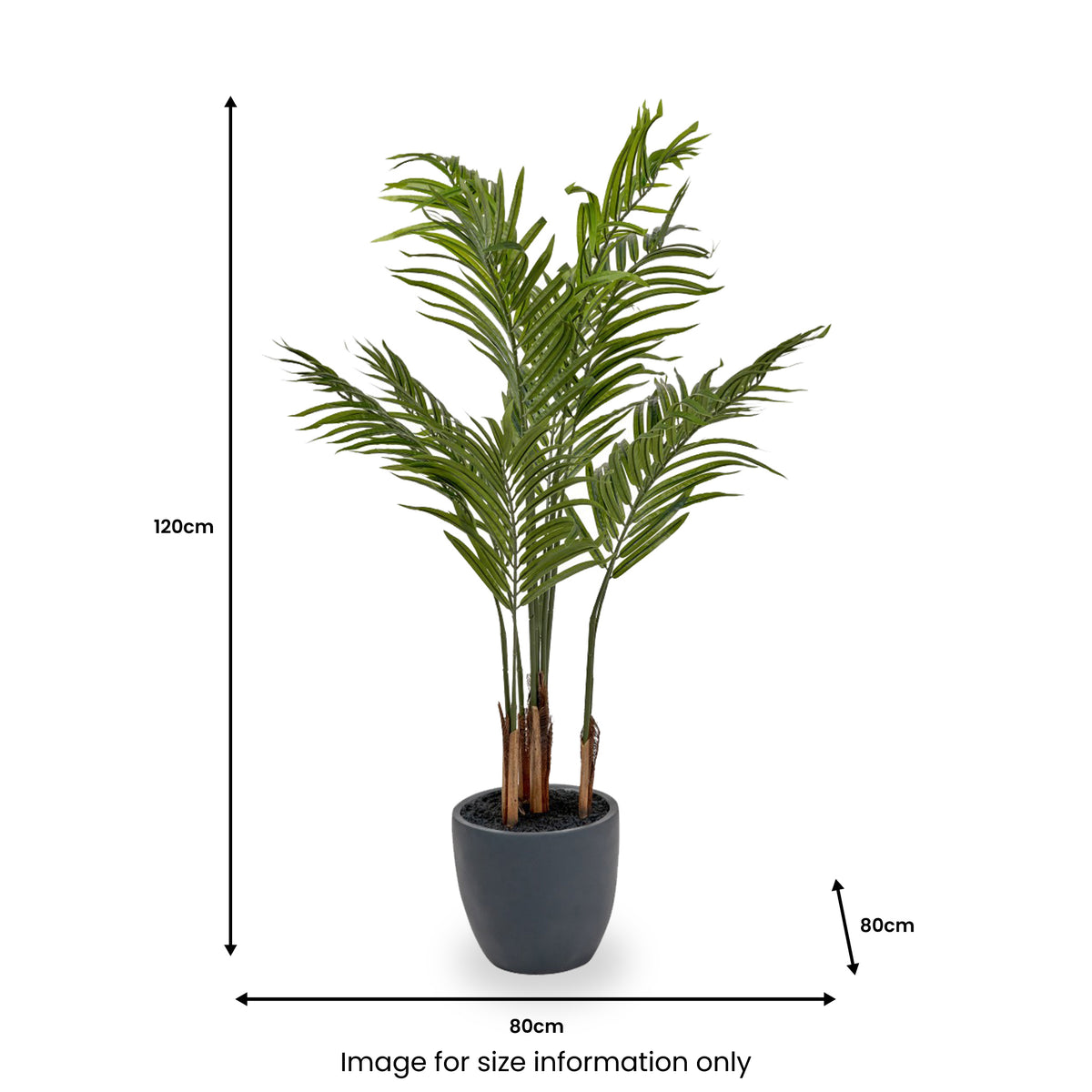 Areca Palm Plant in Pot from Roseland Furniture