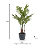 Areca Palm Plant in Pot from Roseland Furniture