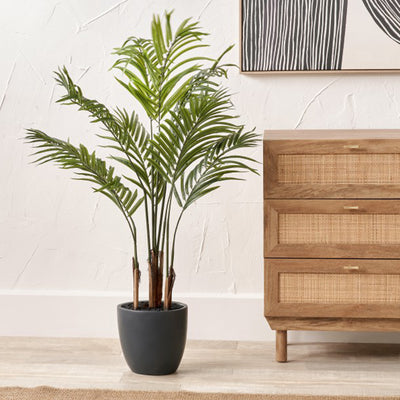 Areca Palm Plant in Pot
