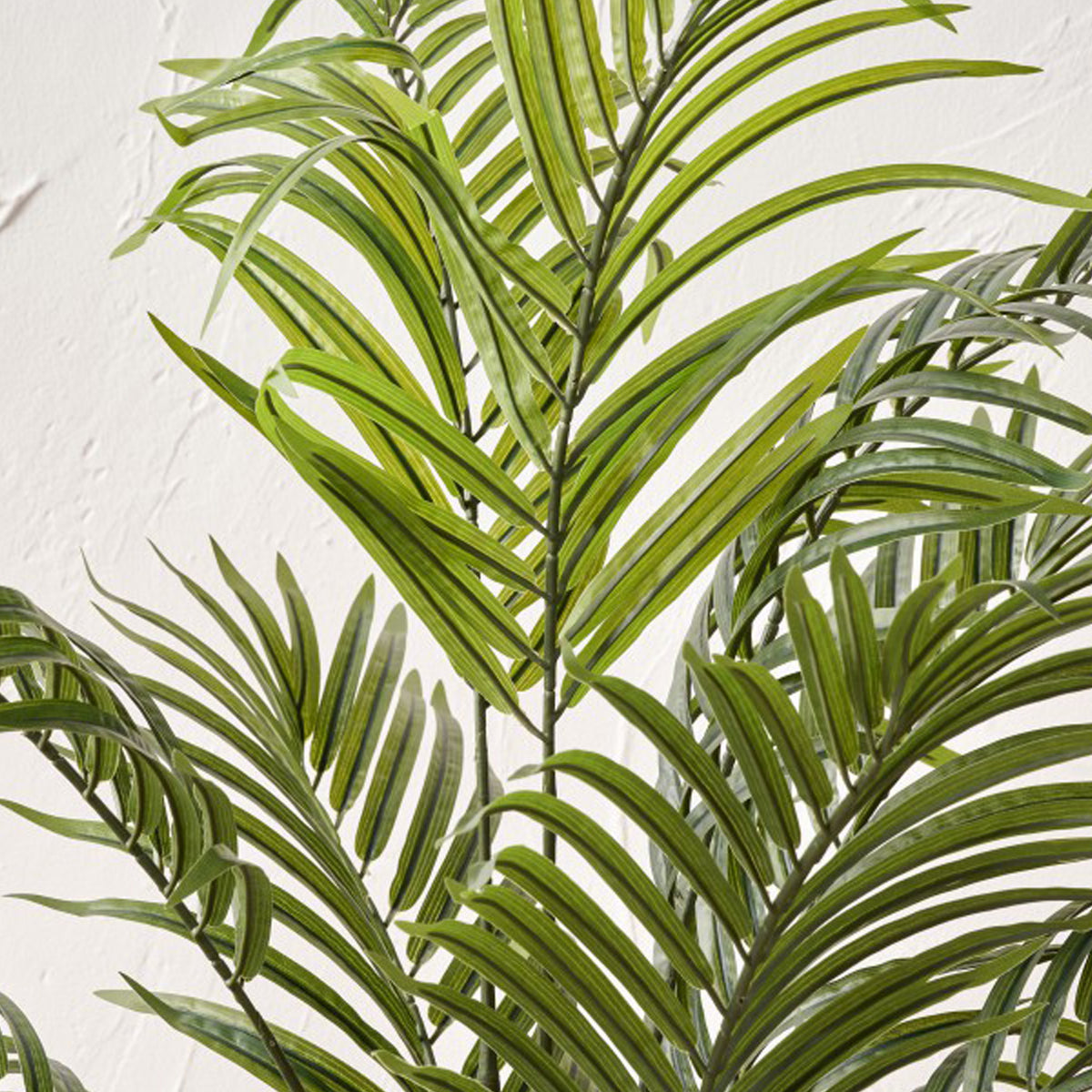 Areca Palm Plant in Pot from Roseland Furniture
