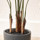 Areca Palm Plant in Pot from Roseland Furniture