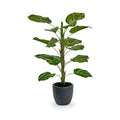 Elephant Ear Plant in Pot from Roseland Furniture