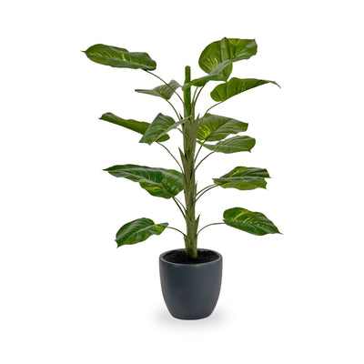 Elephant Ear Plant in Pot