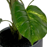 Elephant Ear Plant in Pot from Roseland Furniture