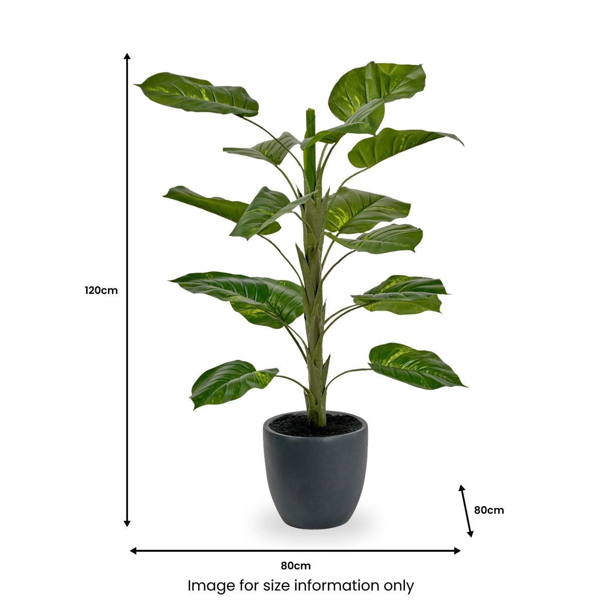 Elephant Ear Plant in Pot from Roseland Furniture