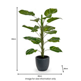 Elephant Ear Plant in Pot from Roseland Furniture