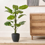 Elephant Ear Plant in Pot from Roseland Furniture