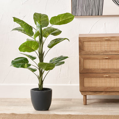 Elephant Ear Plant in Pot