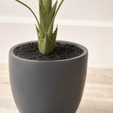 Elephant Ear Plant in Pot from Roseland Furniture