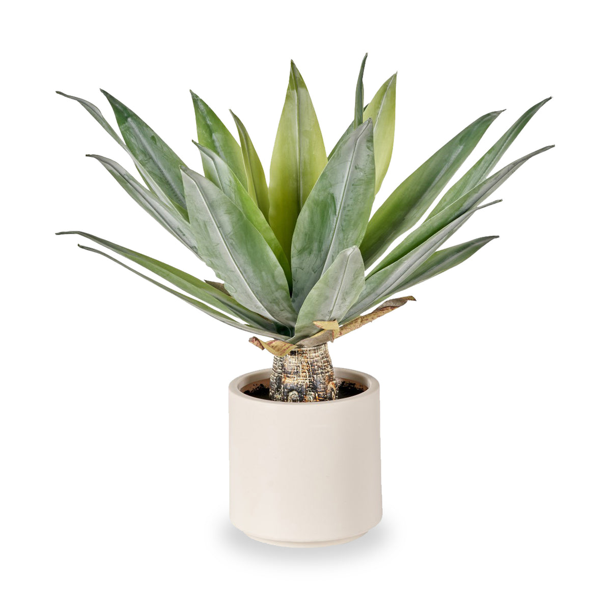 Agave Plant in Pot from Roseland Furniture