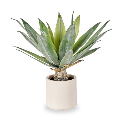 Agave Plant in Pot