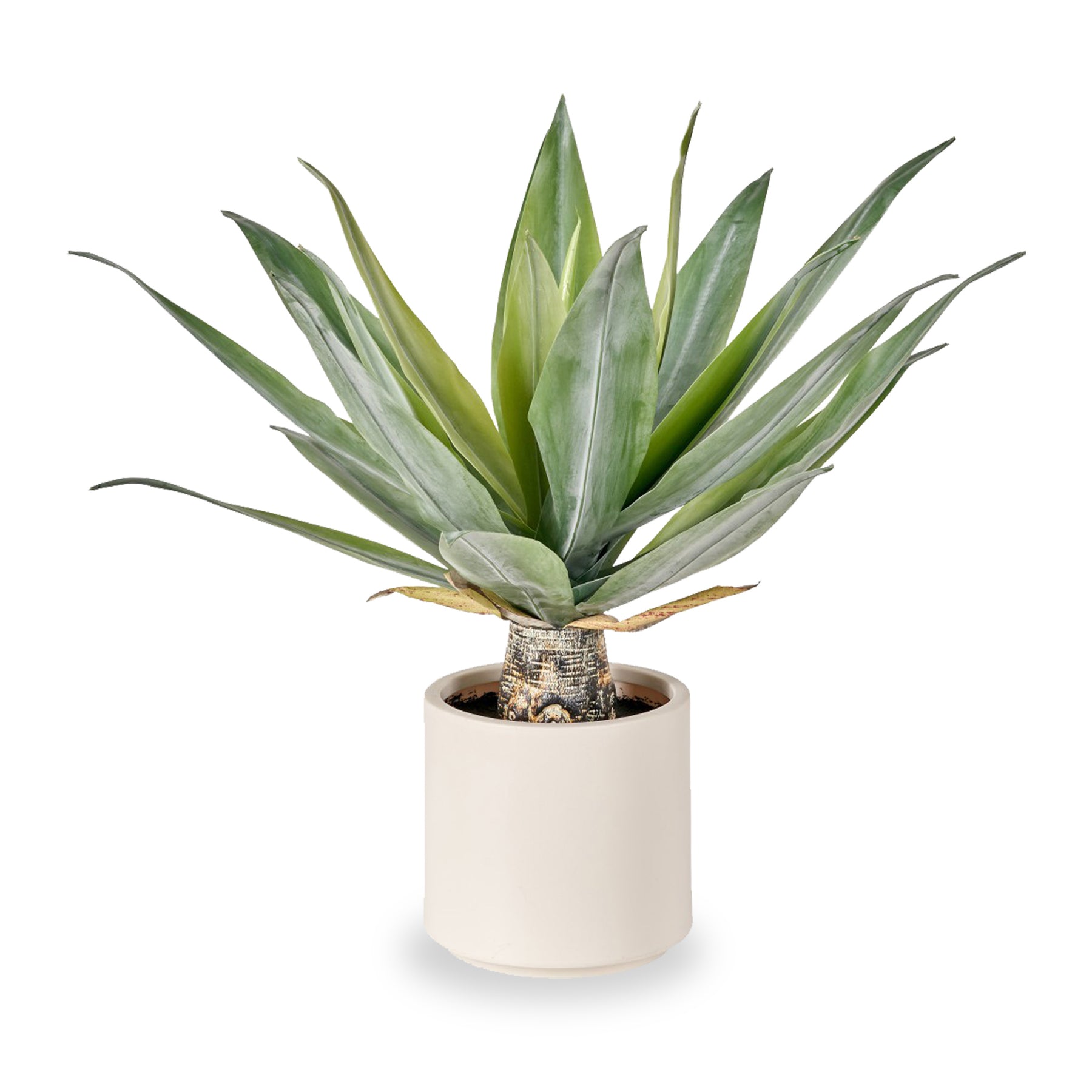 Agave Plant in Pot from Roseland Furniture