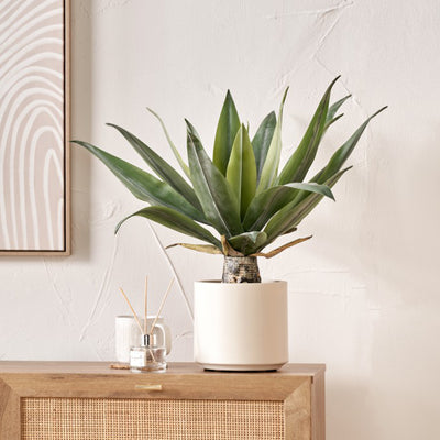 Agave Plant in Pot