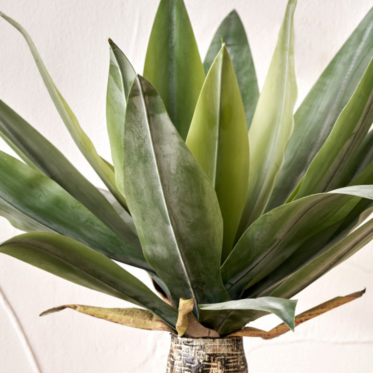 Agave Plant in Pot from Roseland Furniture