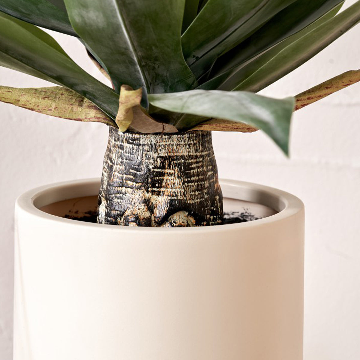 Agave Plant in Pot from Roseland Furniture