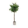 Bay Tree in Pot Close1 from Roseland Furniture