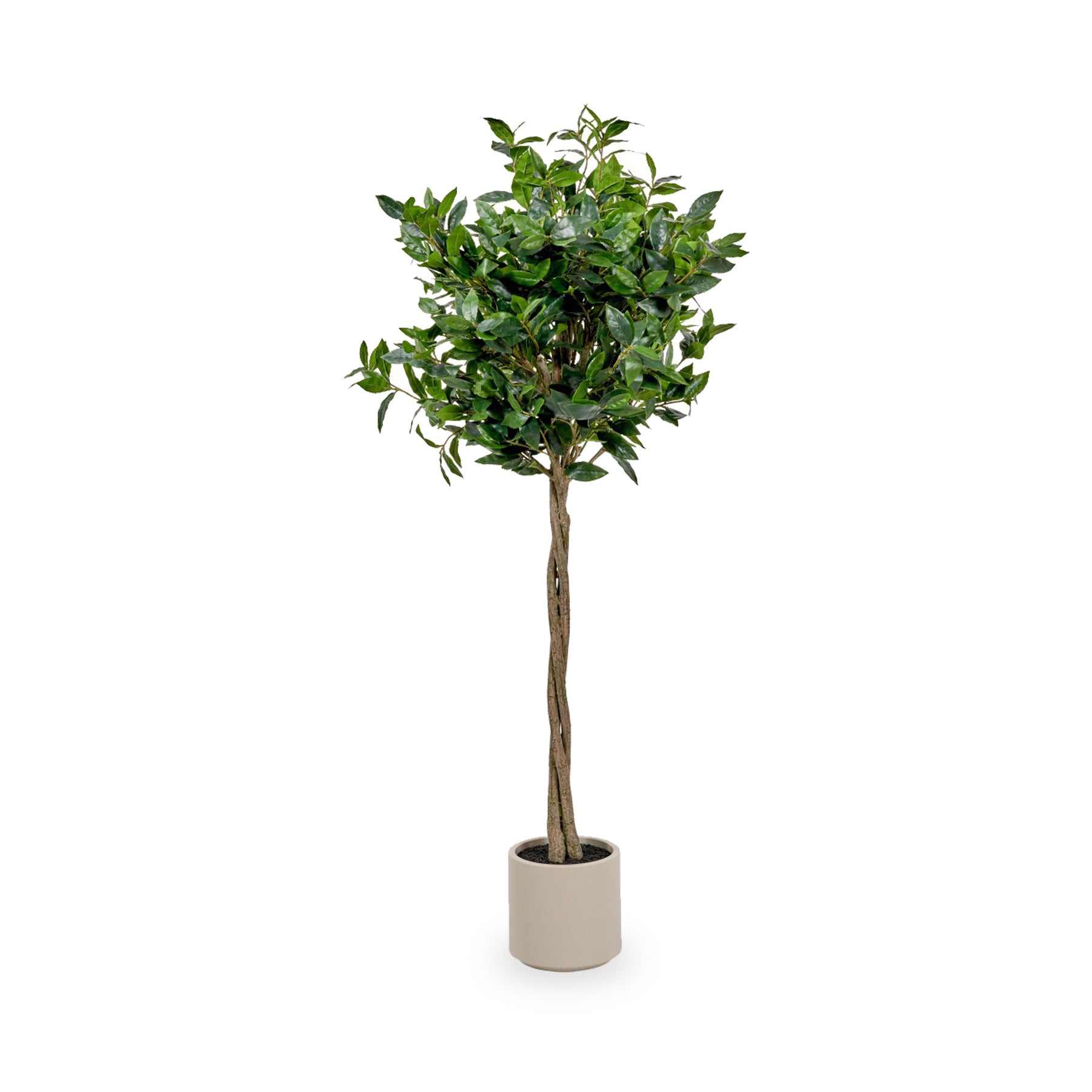 Bay Tree in Pot Close1 from Roseland Furniture
