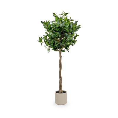 Bay Tree in Pot