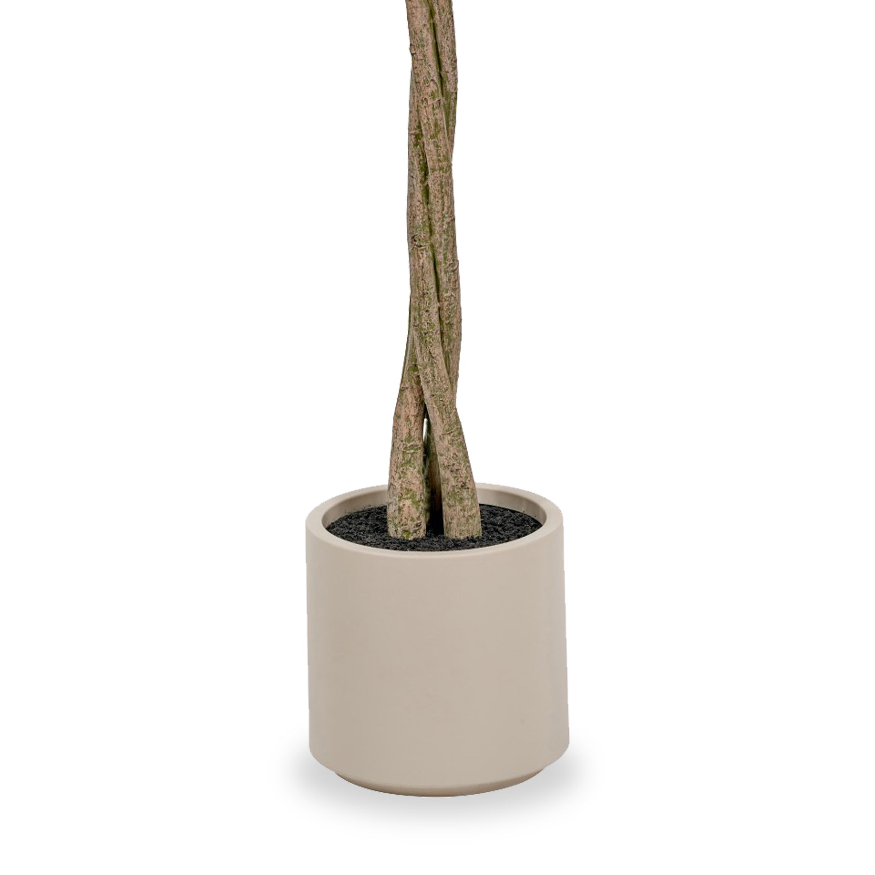 Bay Tree in Pot Close1 from Roseland Furniture