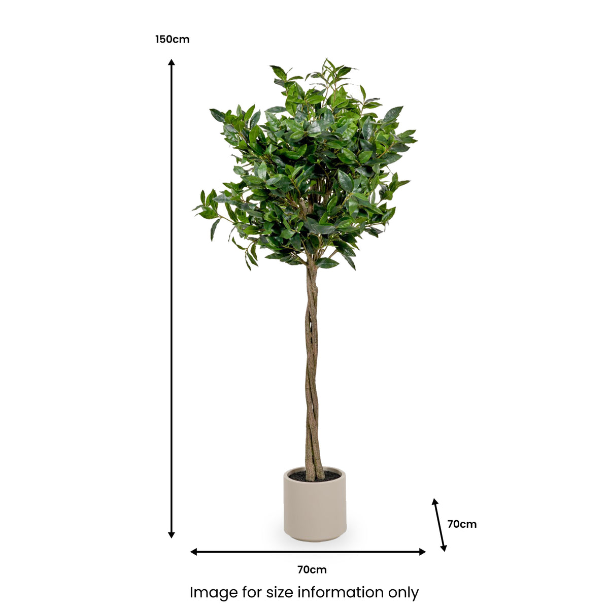 Bay Tree in Pot Close1 from Roseland Furniture