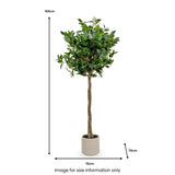 Bay Tree in Pot Close1 from Roseland Furniture